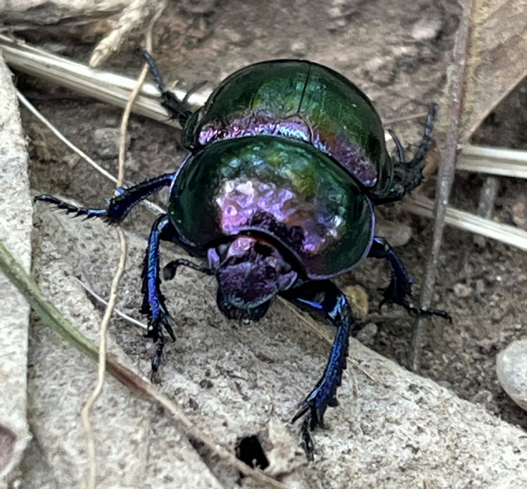 Geotrupidae: Trypocopris sp.